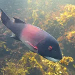 California sheephead