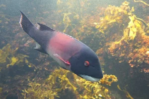 California sheephead