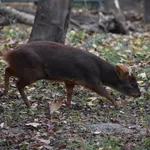 Pudú