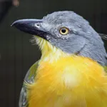 Grey-headed Bushshrike