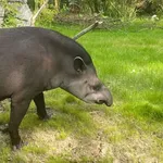 Lowland Tapir