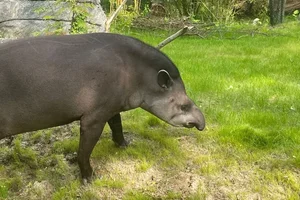 Laaglandtapir