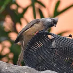Speckled Mousebird