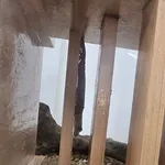 Schlegel's Japanese Gecko