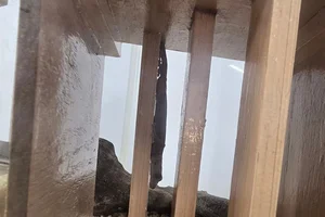 Schlegel's Japanese Gecko