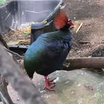 Crested Partridge