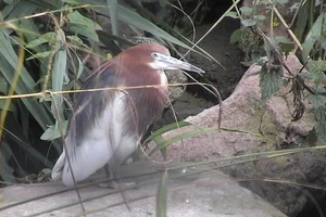 Chinese Ralreiger