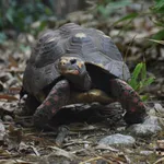 Red-footed Tortoise