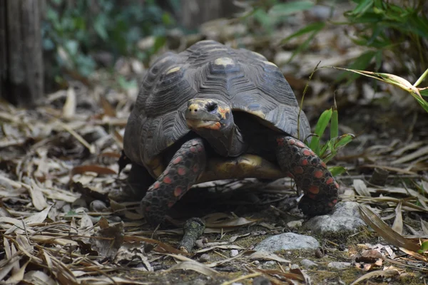 kolenbranderschildpad