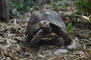 kolenbranderschildpad