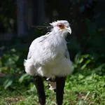 Secretarybird