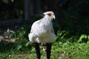 Secretarisvogel