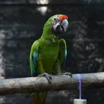 Great Green Macaw