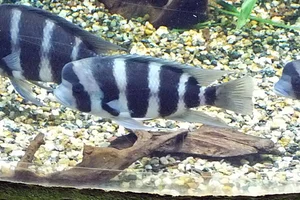 frontasa cichlid
