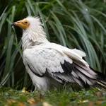 Egyptian Vulture