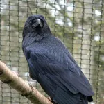 Common Raven
