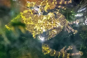 Chapa Bug-eyed Frog