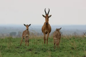 Hartenbeest