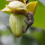 Goodman's Mouse Lemur