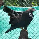 Spanish Imperial Eagle