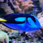 Blue Surgeonfish