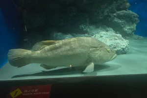 Longtooth Grouper