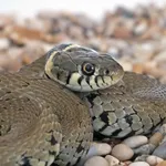 European Grass Snake
