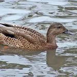 Hawaiian Duck