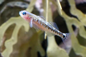 Schnappgrundel