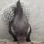 Cape Porcupine