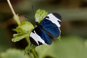 Heliconius cydno