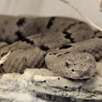 Banded Rock Rattlesnake