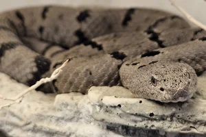 Banded Rock Rattlesnake