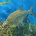 Common Bream