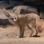 Fennec Fox
