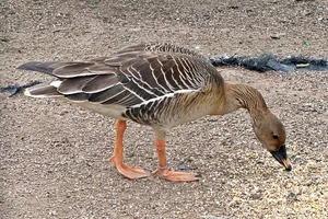 Toendrarietgans