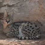 Barbary serval