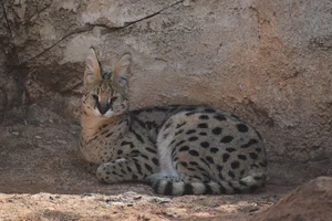 Barbary serval