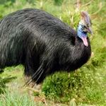 Southern Cassowary