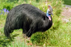 Helmkasuaris