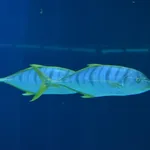 Golden Trevally
