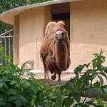 Asiatic Camel