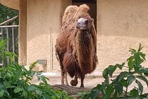 Gedomesticeerde Kameel
