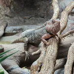 Changeable Lizard
