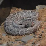 Aruba Island Rattlesnake