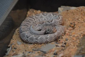 Arubaanse ratelslang
