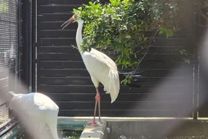 Siberian Crane