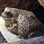 Central American Milk Frog