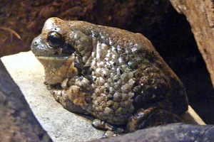 Gewone melkboomkikker
