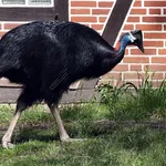 Dwarf Cassowary